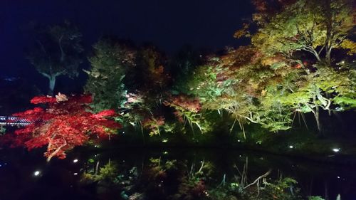 Illuminated christmas tree against sky at night