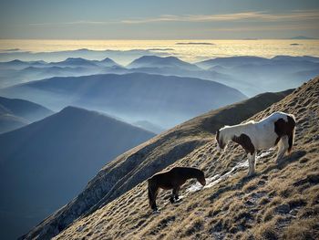 Horses on mountain