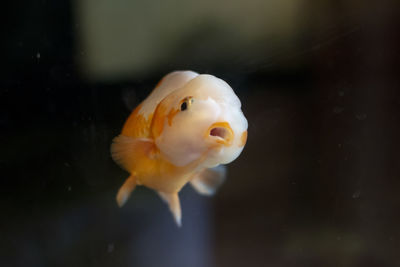 Close-up of fish swimming in sea