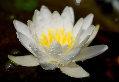 Close-up of wet white flower