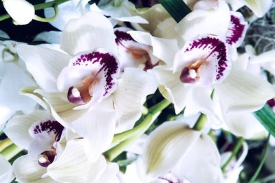 Close-up of white flower