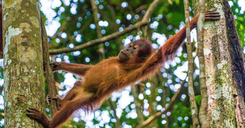 Low angle view of orangutan hanging on tree