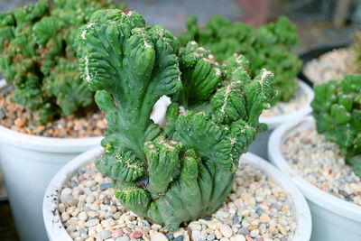 Closeup of an amazing potted myrtillocactus geometrizans f. cristata or crested blue candle cactus