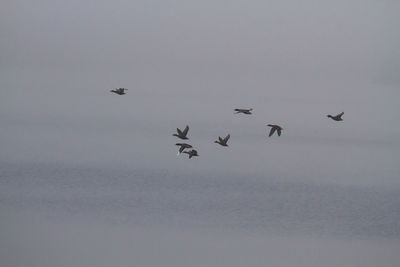 Low angle view of birds flying in sky