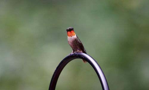 Close-up of bird perching on a plant