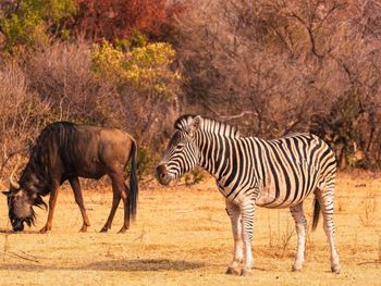 Zebra standing on field