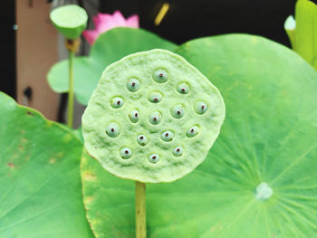 Close-up of green lotus seed  in garden