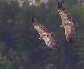 Two griffon vulture flying upon the mountain, drome provencale, france