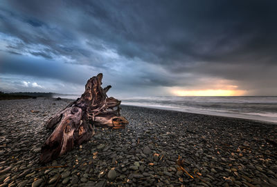 Driftwood on beach against sky during sunset