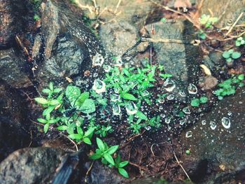 High angle view of plants