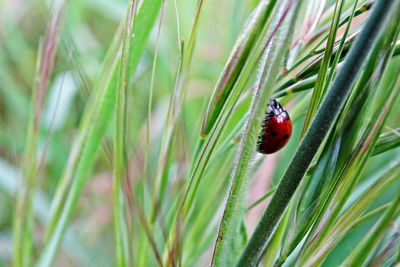 Close-up of ladybug on plant