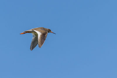 Low angle view of bird flying against clear blue sky