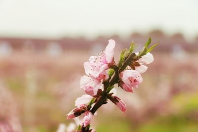 Close-up of flowers against blurred background