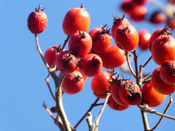 Low angle view of fruits on tree