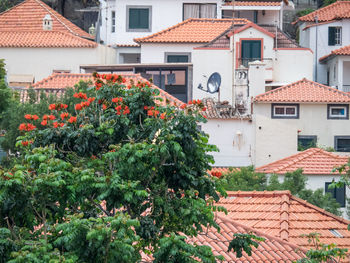 The island of madeira