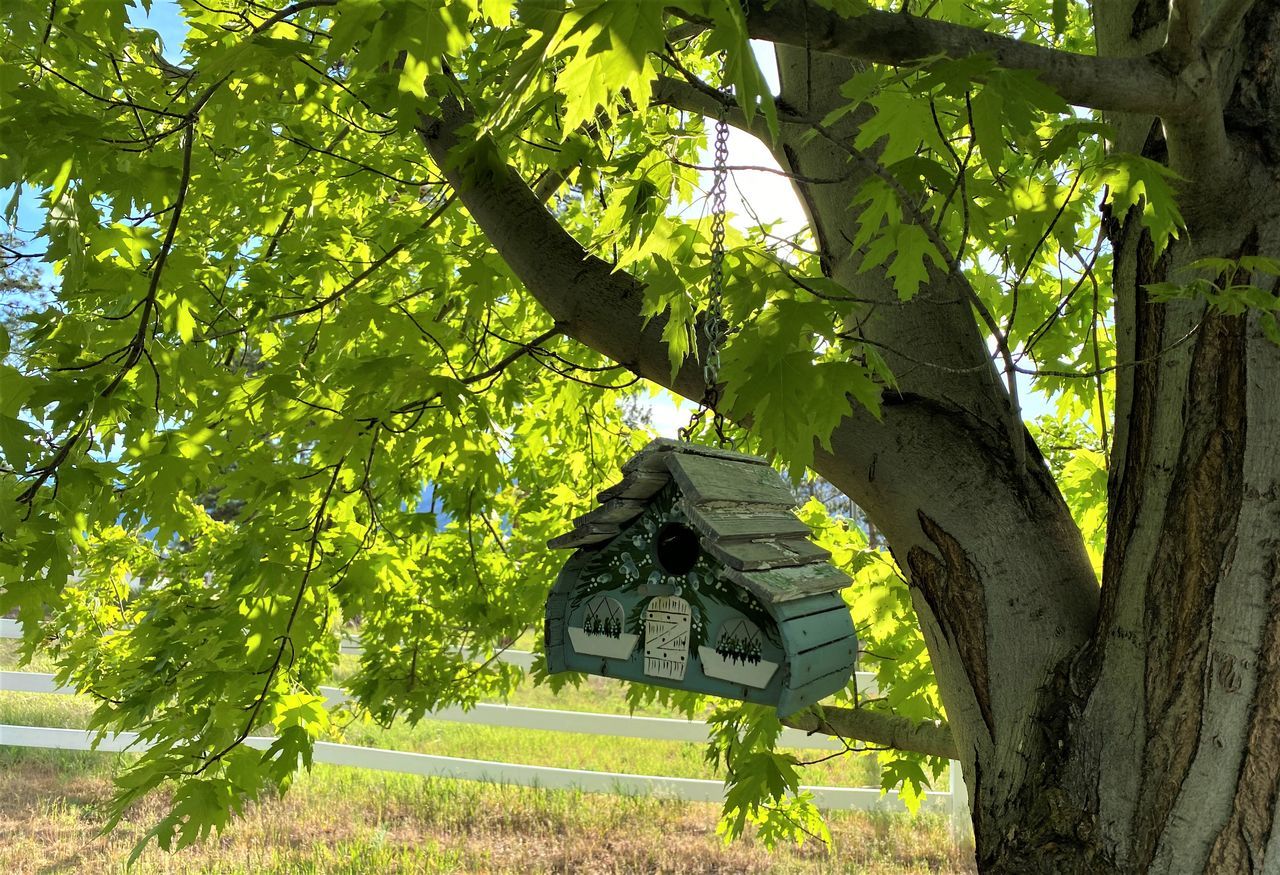 LOW ANGLE VIEW OF TREE BY PLANTS