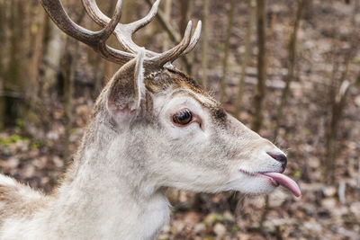 Deer shows tongue. deer walks in the forest. wild animal. deer hunting season. spotted coat color.