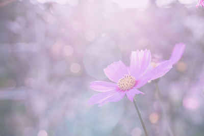 Close-up of pink flower