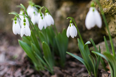 Close-up of white flowering plants