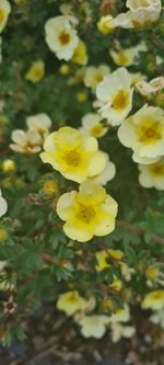 Close-up of yellow flowering plant