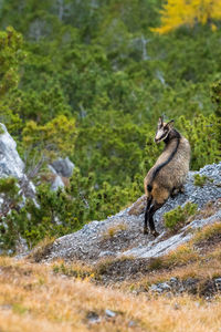 Side view of giraffe running on land