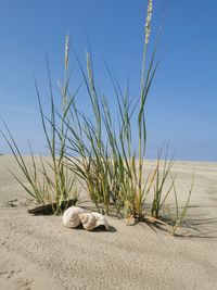 View of animal on sand at beach against clear blue sky