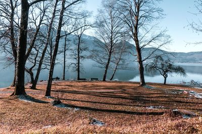 Bare trees on field against sky