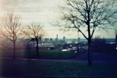 Bare trees on grassy field