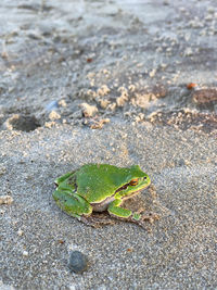 High angle view of frog on rock