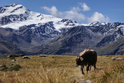 Sheep on snowcapped mountain against sky