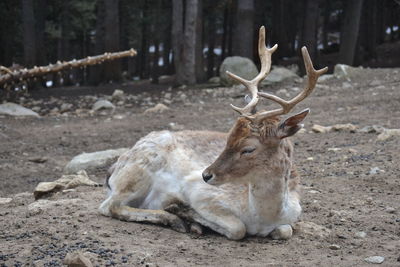 Close-up of deer relaxing outdoors