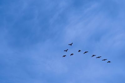 Low angle view of birds flying in sky