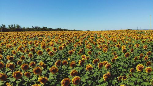 Low angle view of flowers in field