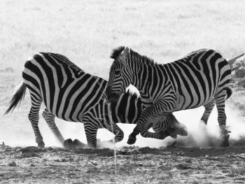 Zebra crossing on field