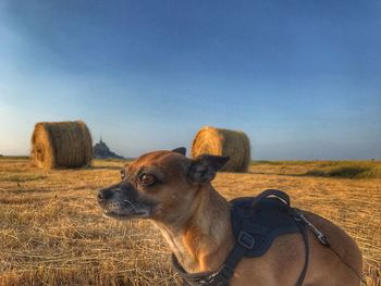 Dog looking away on field