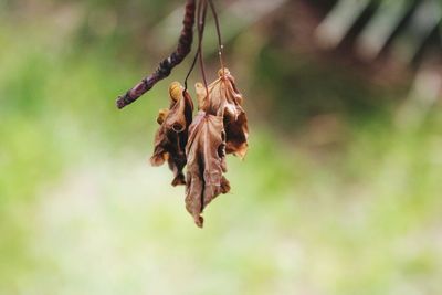 Close-up of dry leaves hanging from plant