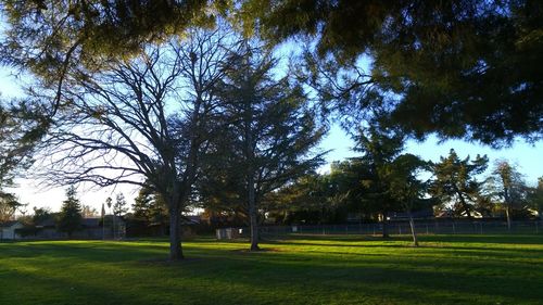 Trees on grassy field