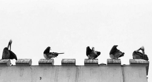 Low angle view of birds perching on field