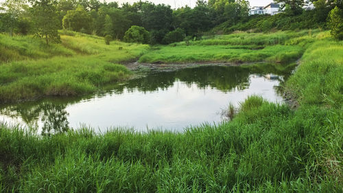 Scenic view of lake by trees