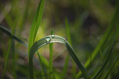 Close-up of raindrops on grass