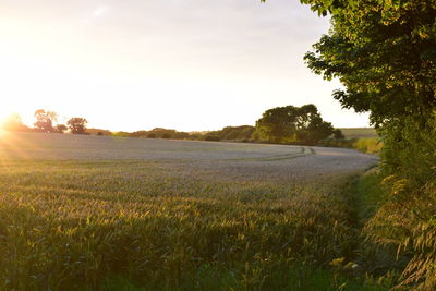 Scenic view of grassy field against sky