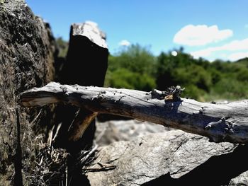 Close-up of log on tree stump