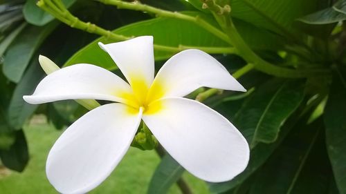 Close-up of flower blooming outdoors