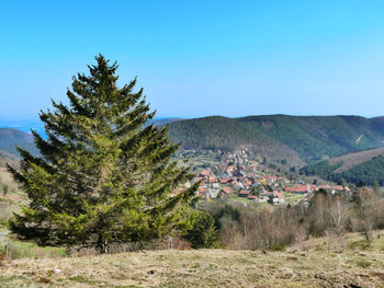 Trees and houses against sky