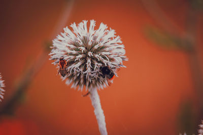 Close-up of red flowering plant