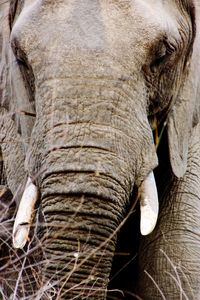 Close-up of elephant