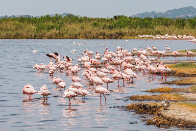 Flamingos in lake