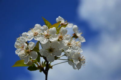 Low angle view of white flowers blooming in park