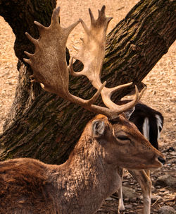 Close-up of deer