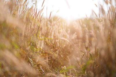 Close-up of stalks in field